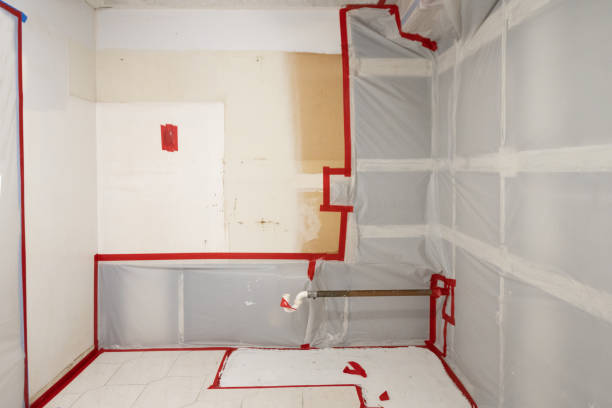 Best Basement Mold Removal  in Shadeland, IN