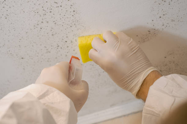 Best Mold Odor Removal Services  in Shadeland, IN