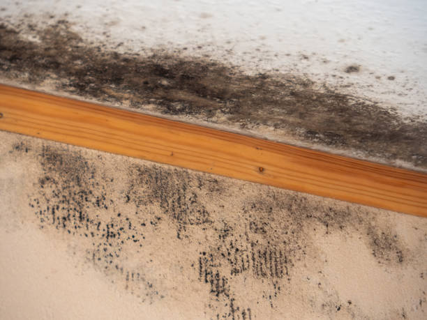 Best Real Estate Mold Inspection  in Shadeland, IN