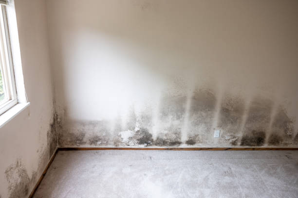Best Dehumidification Services  in Shadeland, IN