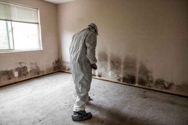 Best Biohazard Mold Removal  in Shadeland, IN