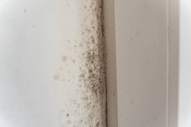 Mold Removal for HVAC Installations in Shadeland, IN