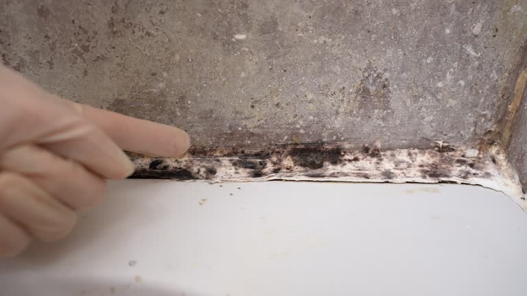 Best Forensic Mold Investigation  in Shadeland, IN