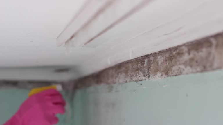 Mold Odor Removal Services in Shadeland, IN